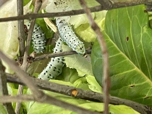 VEVERKY PEČUJÍ O HOUSENKY