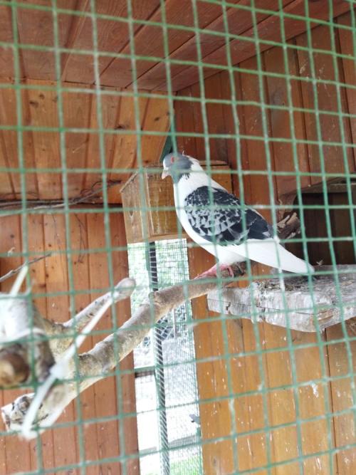 BABIČČIN DVOREČEK - MEDVÍDCI