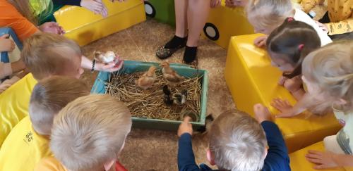 KUŘÁTKA VE VESELÉ ŠKOLCE